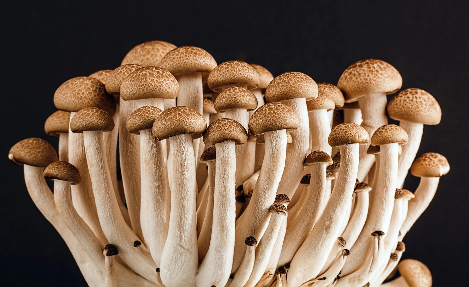 I Reset My Brain with Magic Mushrooms